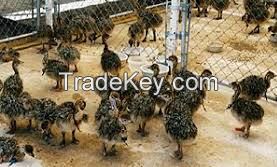 Ostrich Chicks & our prices are very moderate to our clients