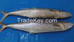 we have wide ranges of fishes in stock, book your order now.