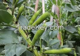 Fresh broad beans have a delicious earthy flavour that fits well with winter cooking