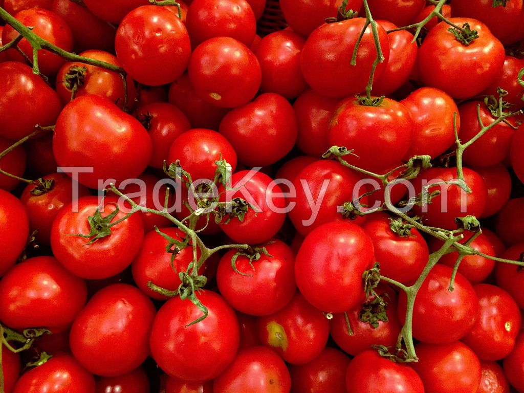 Red Color Fresh Tomato for sale