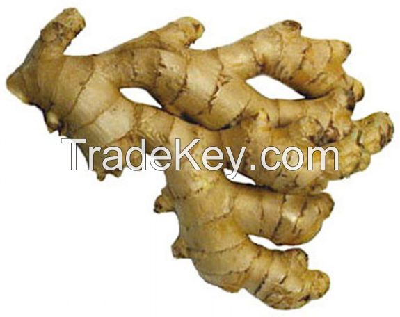 2018 fresh ginger good quality ginger.