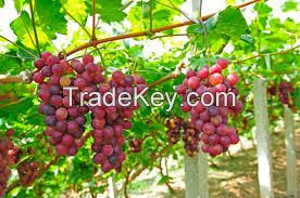 2018 red, dark and green grapes/Best fresh grapes