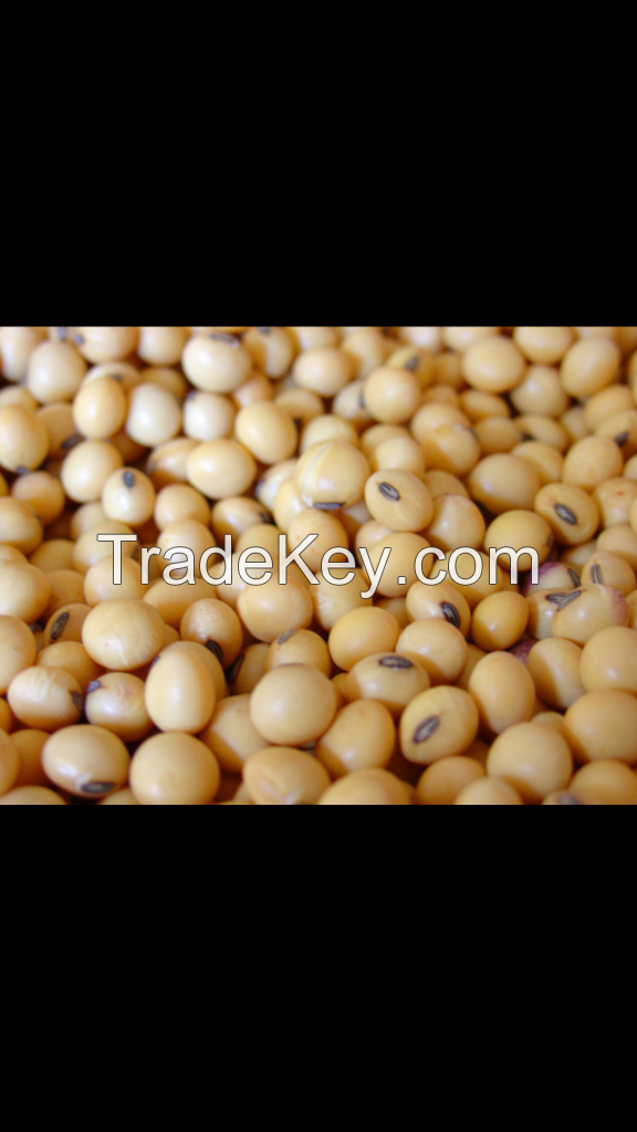 BEST SOYBEAN QUALITY
