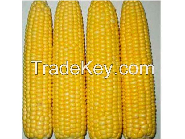 WAXY CORN