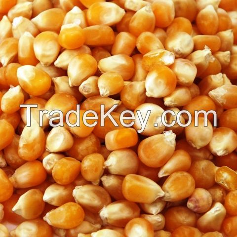 Dried Yellow Corn