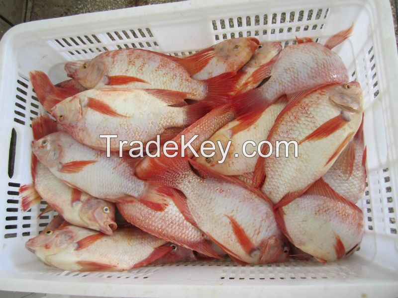 Fresh Water Red Tilapia fish