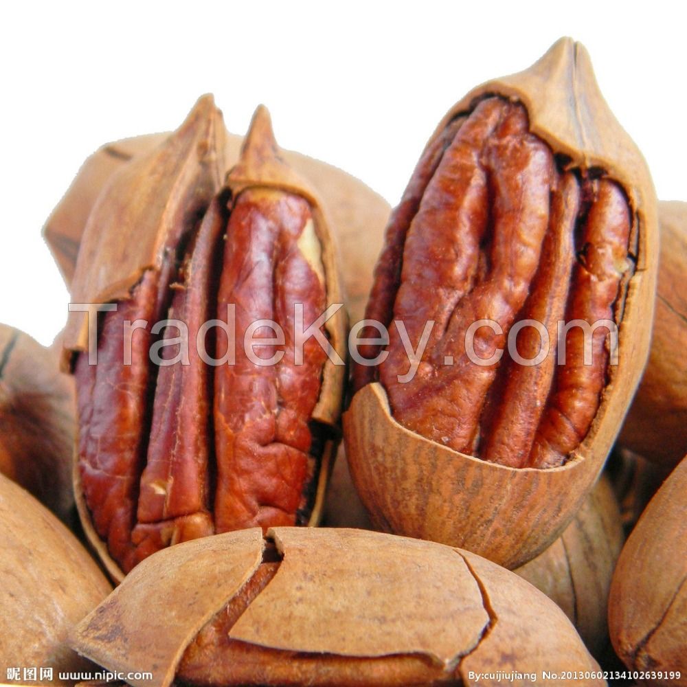 wholesale pecan nut