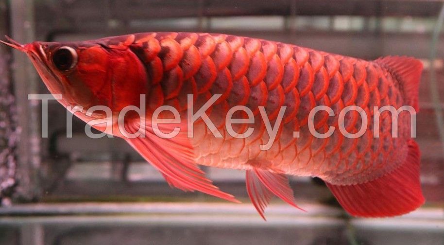 Super red arowana fish for sale