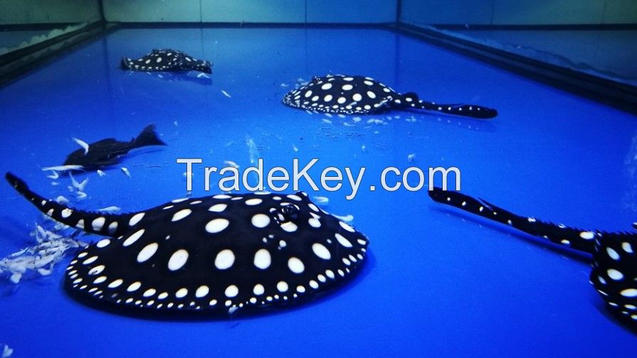 Black diamond stingray fish for sale