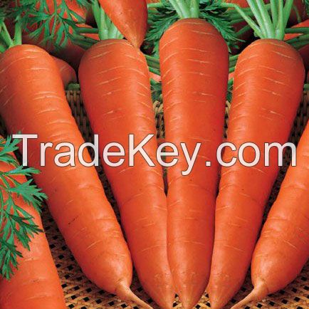 fresh carrots