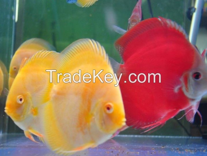 Discus fish for sale