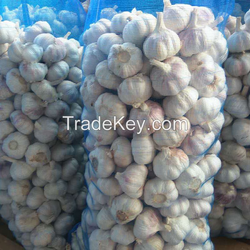 Fresh garlic normal white super garlic