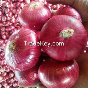 Fresh Red onions