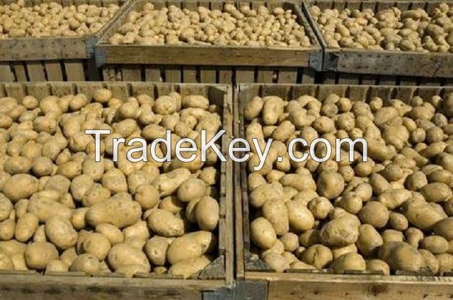 Fresh Potato New Harvest Supplier Best Price