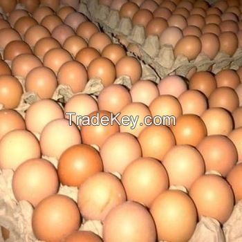 Eggs  For Sale