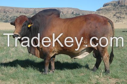 CATTLES FOR SALE