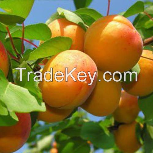 Wholesale Fresh Apricots