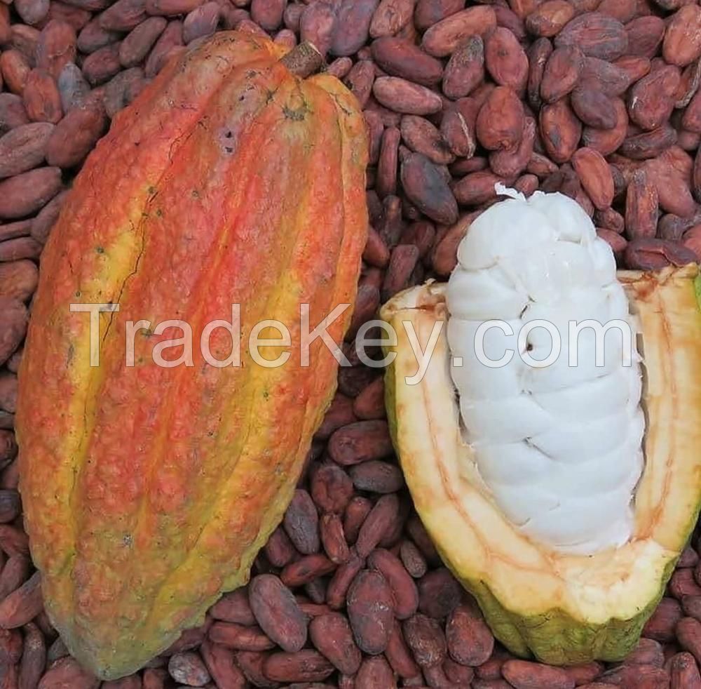 Quality Dried Cacao Beans