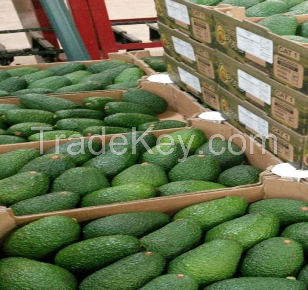 Fresh hass and fuerte Avocados