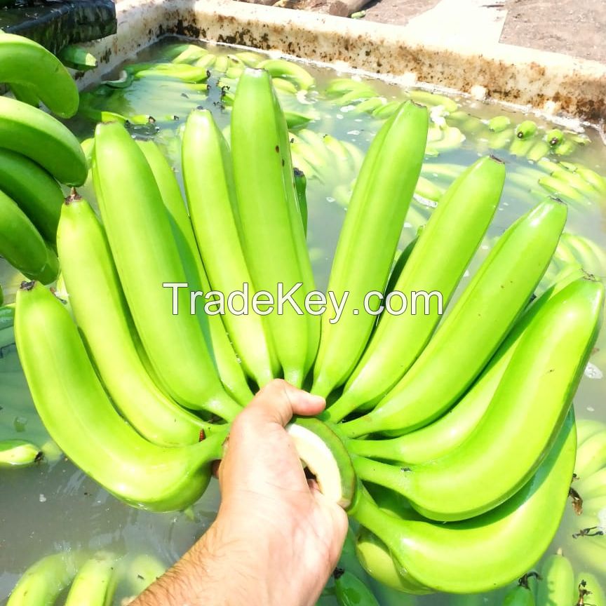 Fresh Long Green Cavendish Banana