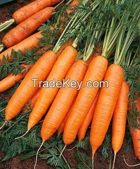 Fresh Carrot