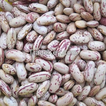 Light Speckled Kidney Beans /Pinto Beans/Sugar Beans for sale