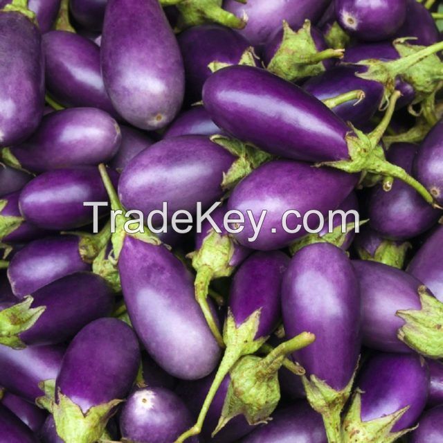 FRESH ORGANIC EGGPLANT