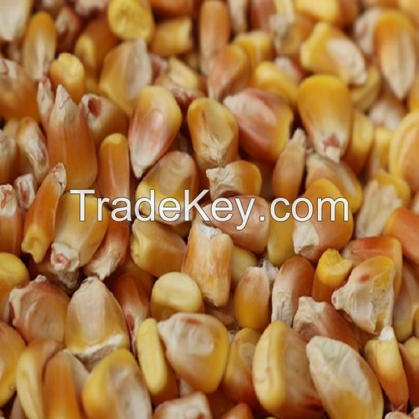 Yellow Corn/Maize for Animal Feed / YELLOW CORN FOR POULTRY FEED