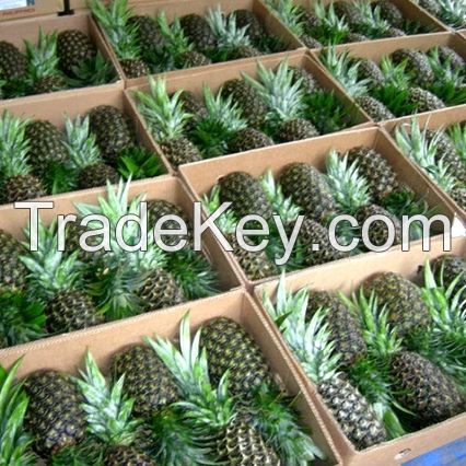 Fresh Pineapples