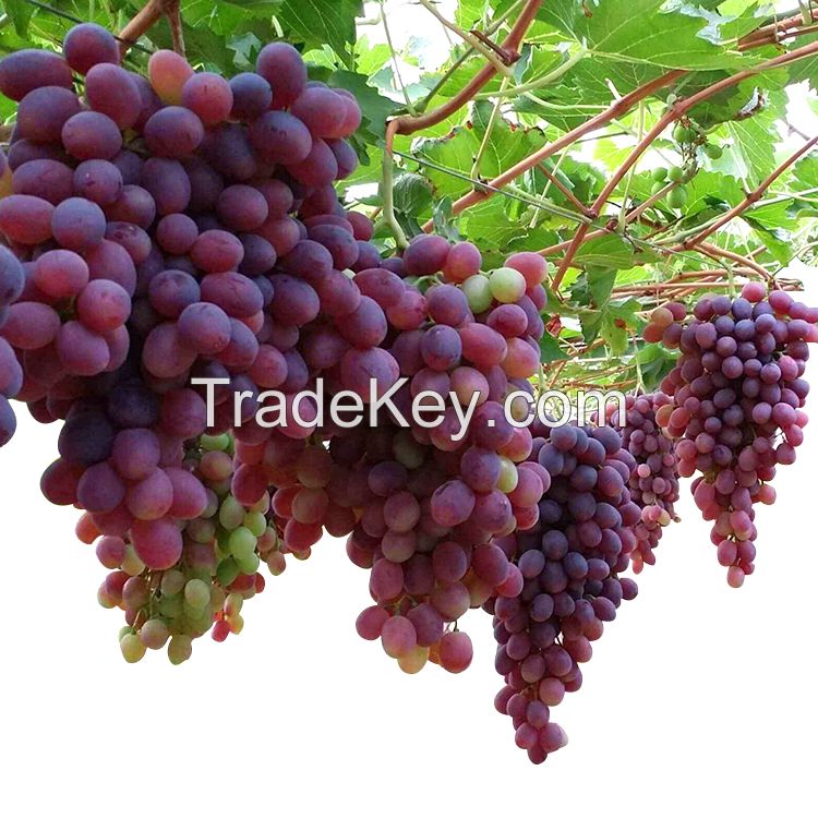 Delicious Fresh Grapes