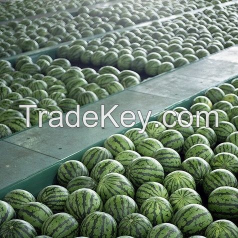 100% Fresh Ripe Water Melon