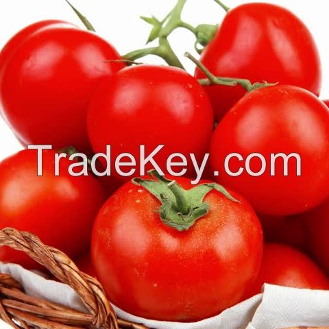 High quality fresh cherry tomatoes with Fresh tomatoes