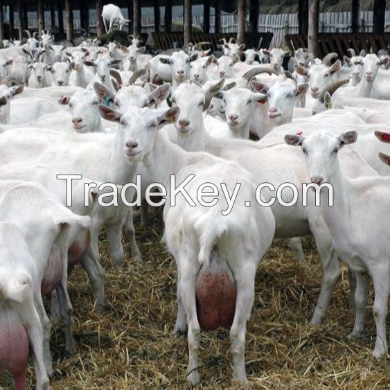 Saanen Goats for sale