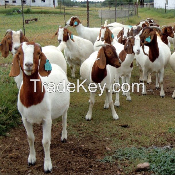 Kalahari Red Goats