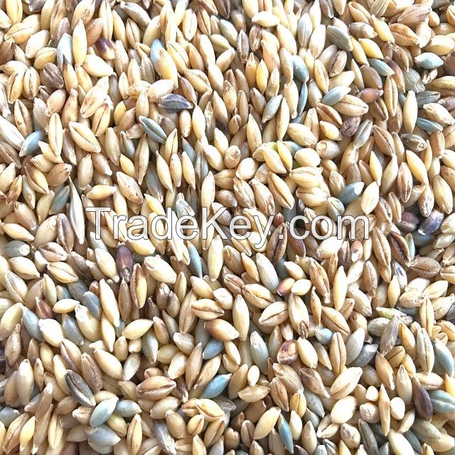 100% Barley Seeds/Animal feed barley/bulk barley grains for sale