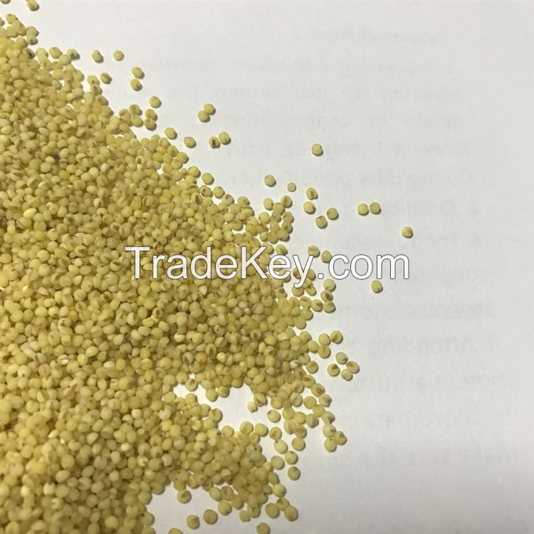 2019 yellow millet for bird feed white millet