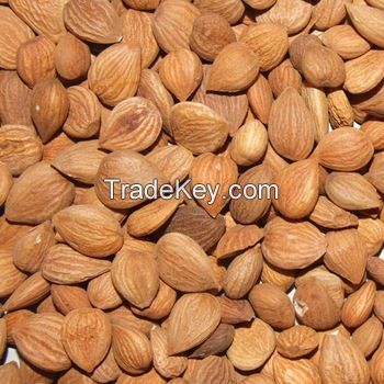 High Quality Good Taste Apricot Kernel