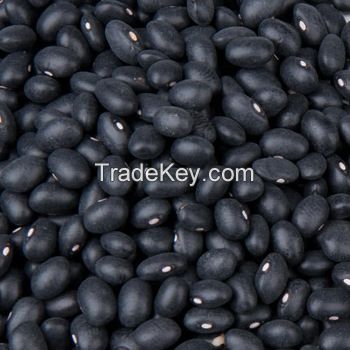 White Kidney Beans / Red Kidney Beans / Black Kidney Beans