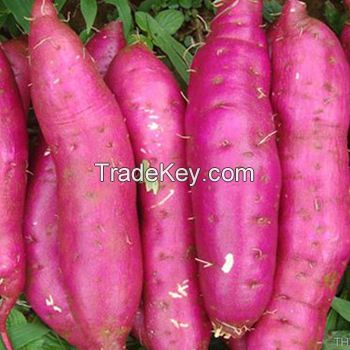 Sweet potato, fresh sweet potato in season, good price