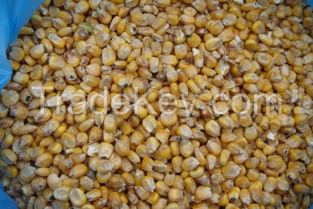 Yellow Corn From Russia (North Osetia)