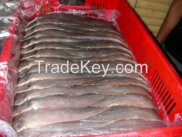 frozen tongue sole, tilapia and sardine fish