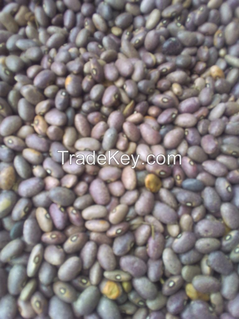 Soya Beans