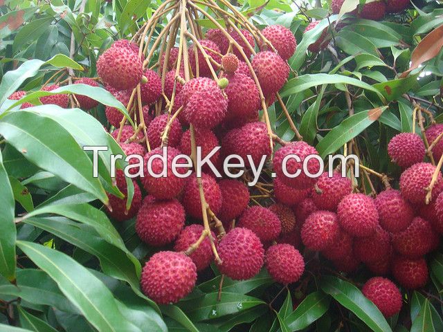 Canned Lychee Fruit in Syrup