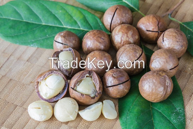 In Shell Macadamia Nuts - Grown in Australia