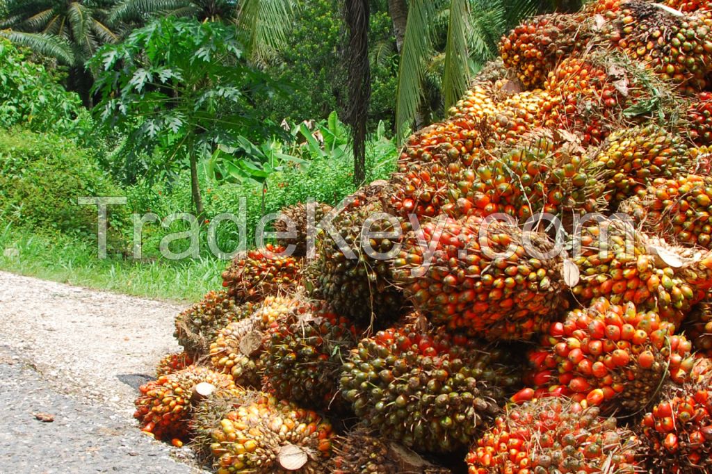 Palm nuts and Palm kernel shell