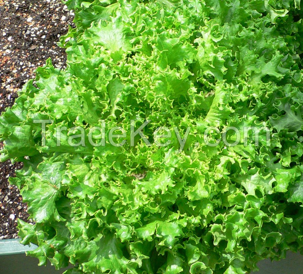 fresh lettuce organic in hydroponic system