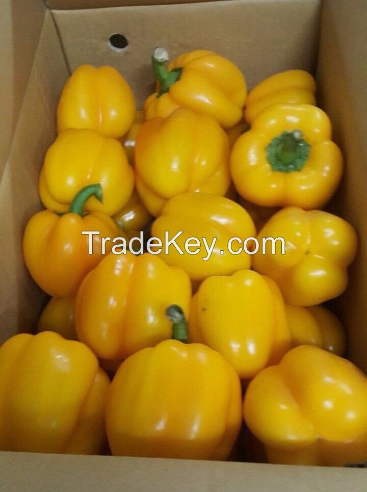 FRESH CAPSICUMS / BELL PEPPER