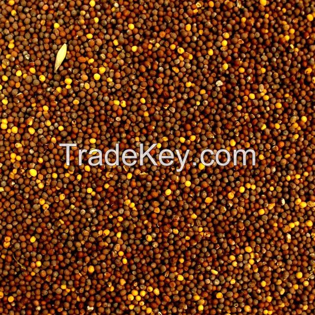 Canola Oil Seed