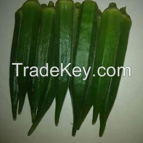 OKRA SEEDS - MARUTI AGRI SEEDS