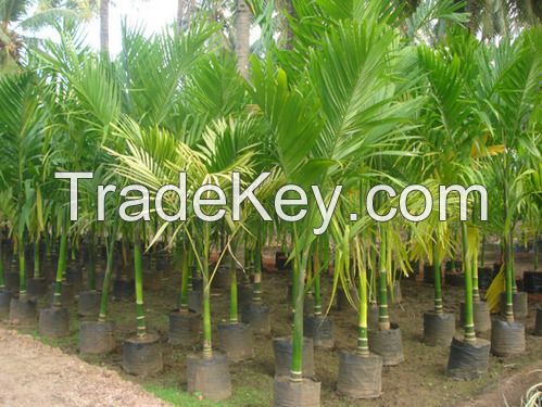 Oil Palm tree saplings seedlings